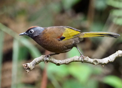 Trochalopteron peninsulae