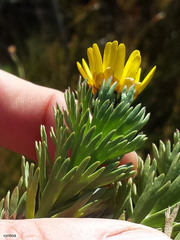 Ursinia caledonica