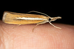 Agriphila selasella