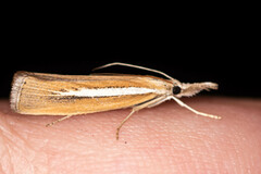 Agriphila selasella