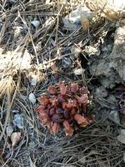 Kopsiopsis strobilacea