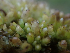 Sphagnum compactum