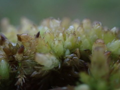 Sphagnum compactum