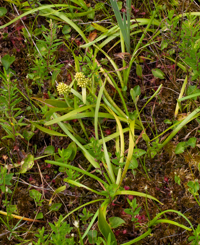 Northern bur-reed (Sparganium hyperboreum)