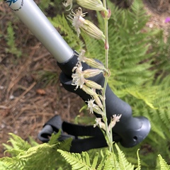 Silene scouleri pringlei