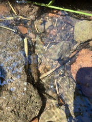 Dicamptodon tenebrosus