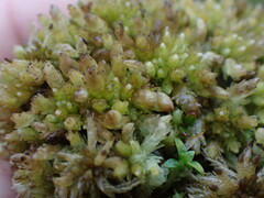 Sphagnum compactum