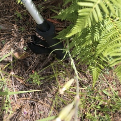 Silene scouleri pringlei