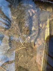 Dicamptodon tenebrosus