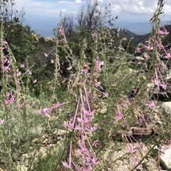 Ipomopsis macrosiphon