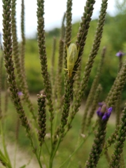 Oecanthus quadripunctatus