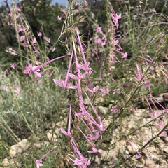 Ipomopsis macrosiphon