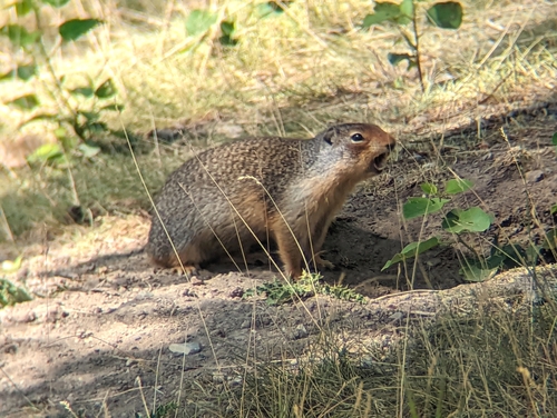 Columbian Ground Squirrel (Urocitellus columbianus), a species recorded in Washington