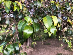 Excoecaria dallachyana