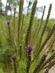 Oecanthus quadripunctatus