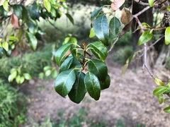 Excoecaria dallachyana