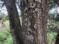 Excoecaria dallachyana