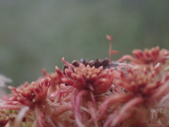 Sphagnum subnitens