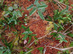Sphagnum subnitens