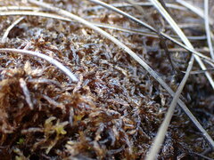 Sphagnum balticum