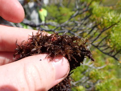Sphagnum balticum
