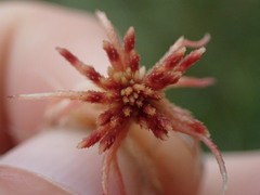 Sphagnum subnitens