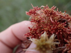 Sphagnum subnitens