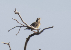 Sturnella magna lilianae