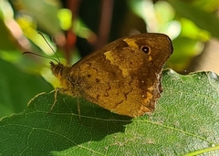 Pararge aegeria