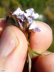 Viola decumbens