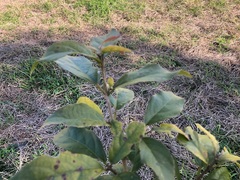 Mallotus claoxyloides