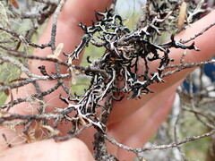 Hypogymnia duplicata