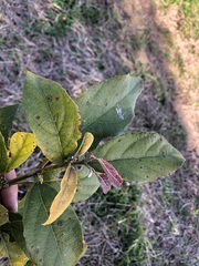 Mallotus claoxyloides
