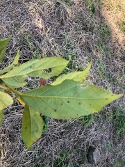 Mallotus claoxyloides