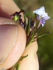 Viola decumbens