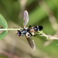 Cylindromyia interrupta