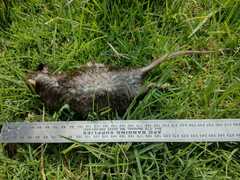 Rattus norvegicus