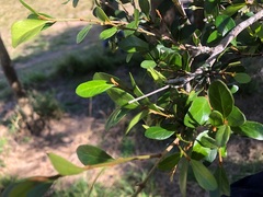 Planchonella cotinifolia