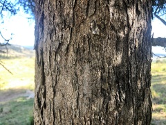 Planchonella cotinifolia