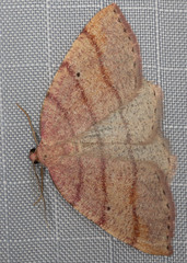 Drepanulatrix carnearia