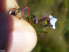 Viola decumbens