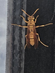 Polistes olivaceus