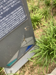 Trichonephila clavata