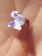 Viola decumbens
