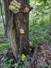 Pleurotus citrinopileatus