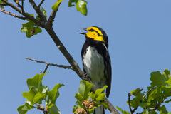 Setophaga chrysoparia