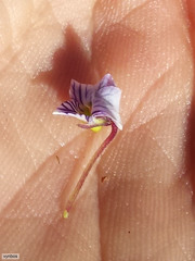 Viola decumbens