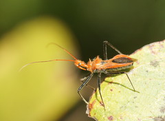 Gminatus