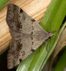 Hemeroplanis historialis