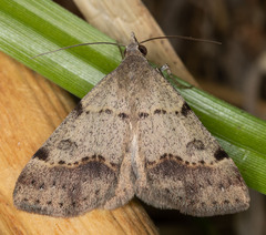 Hemeroplanis historialis